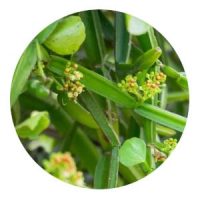 Cissus